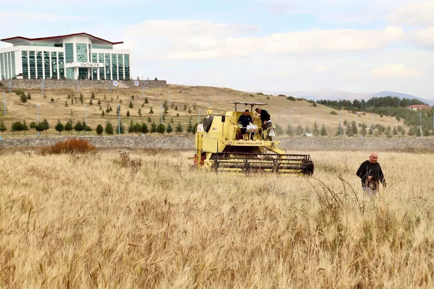 Ardahan'da Ata Tohumu Kavılcanın Hasadı Tamamlandı