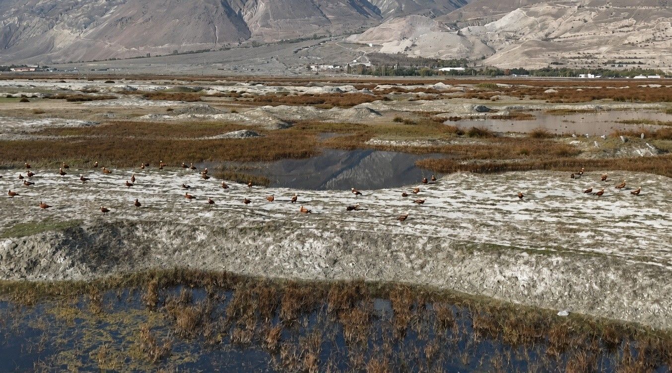 Erzincan Kuş Cenneti'nde göç öncesi son görüntüler kaydedildi