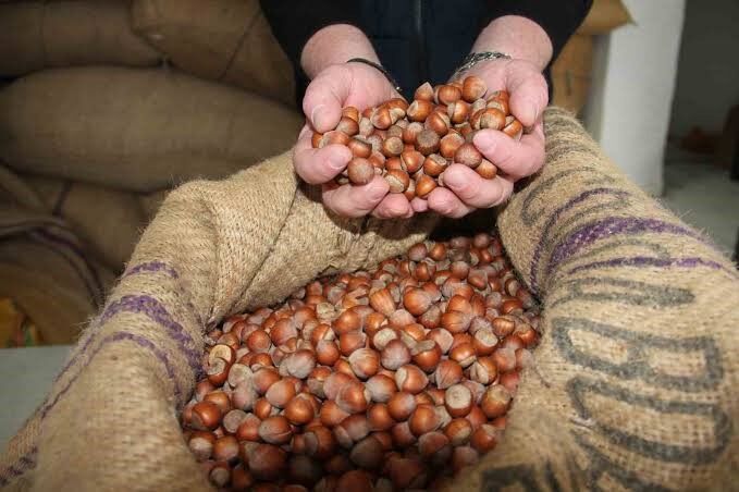 Giresun'da Fındık Fiyatları 185 Liraya Düşüş Gösterdi