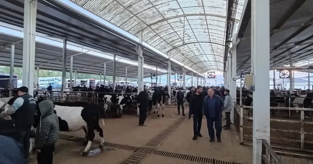 Nazilli Canlı Hayvan Pazarı'nda kaçak hayvanlara izin verilmedi