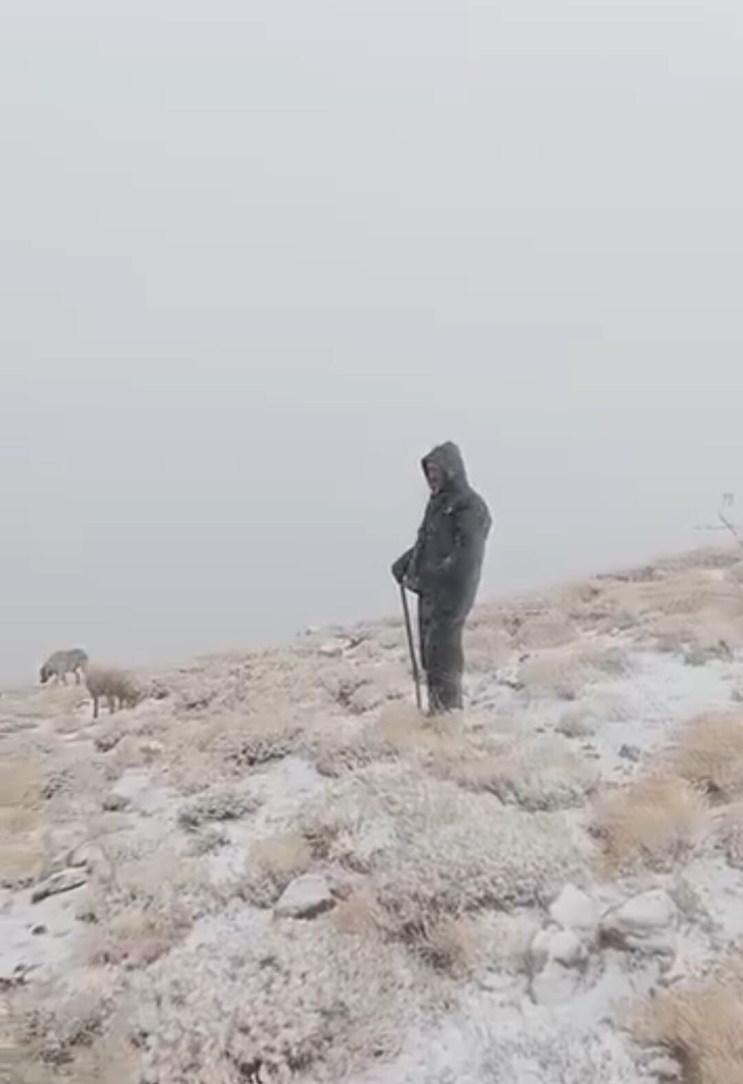 Tunceli'nin Yüksek Kesimlerine Kar Yağdı: Koyunlar Kışın Keyfini Çıkarıyor